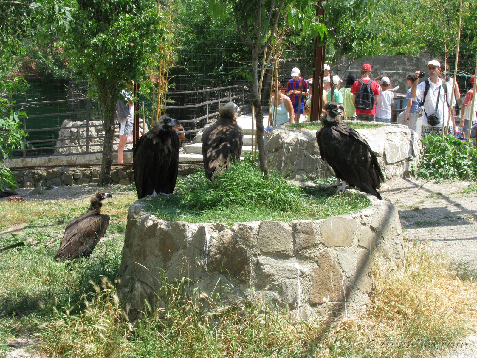 Зоопарк "Сказка", Ялта, Крым