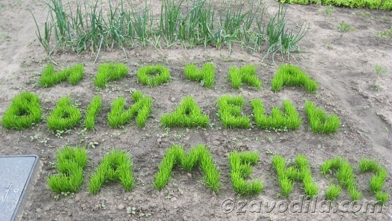 як оригінально зробити пропозицію дівчині